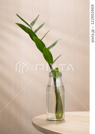 The image depicts a zamioculcas zamiifolia or zz plant. The image depicts a zamioculcas zamiifolia or zz plant. 122602669