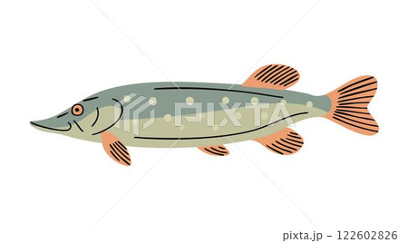Predatory fish pike on white background Predatory fish pike on white background 122602826