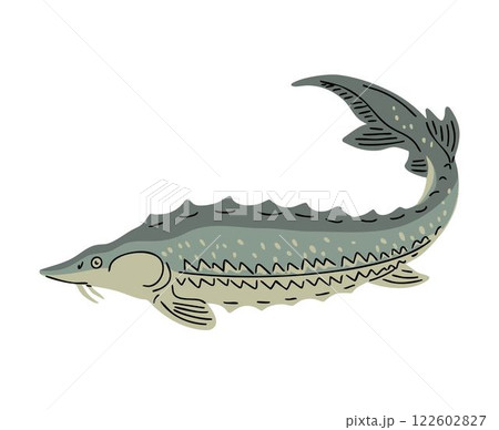 Sturgeon fish on white background Sturgeon fish on white background 122602827