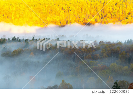 Autumn morning landscape with pine forest tops in white mist, Gauja National Park Sigulda, Latvia 122603083