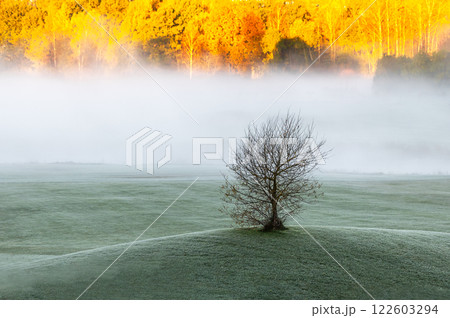 Autumn frosty morning landscape with tree in the foreground and white fog and forest in background 122603294