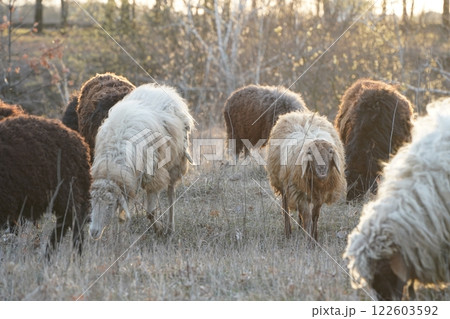 A herd of sheep grazing in a green field with trees behind 122603592
