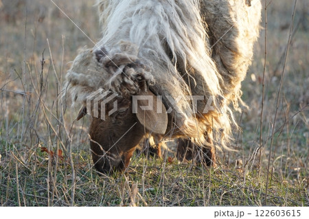 A herd of sheep grazes in a lush green field with trees A herd of sheep grazes in a lush green field with trees 122603615
