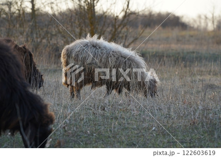 A herd of sheep grazing in a lush green field with trees behind 122603619