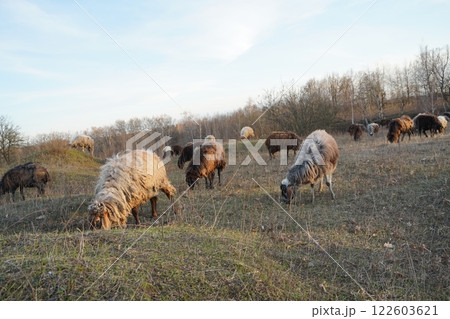 A large flock of sheep grazing in a field with trees behind 122603621