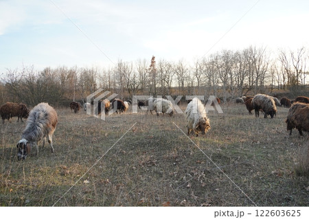 A large flock of sheep grazing in a field with trees behind 122603625