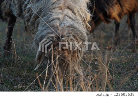 A large herd of sheep is peacefully grazing in a lush green field 122603639