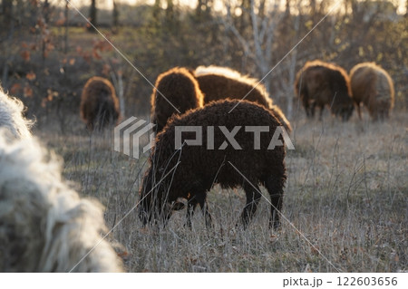 A herd of sheep grazing in a lush field with trees in the background 122603656
