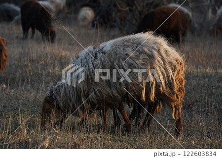A herd of sheep grazes in a lush field, shaded by trees 122603834