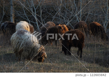 A herd of sheep grazing in a lush green field with distant trees 122603842