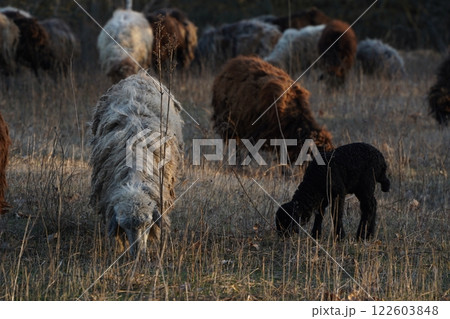Sheep grazing in a field with a black sheep in the front 122603848