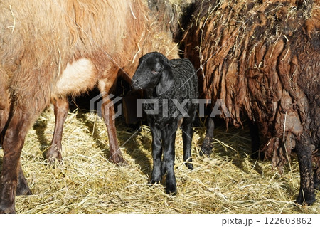 A CloseUp Image of a Sheep Set Within Its Natural and Beautiful Habitat Environment. 122603862