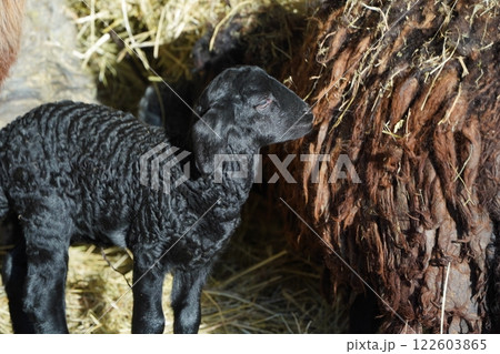 A CloseUp Image of a Sheep Set Within Its Natural and Beautiful Habitat Environment. 122603865