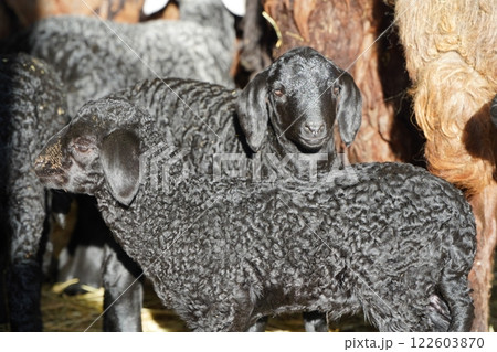 Playful Black Lambs Enjoying Life Amidst Hay A Glimpse into Joyful Farm Living Playful Black Lambs Enjoying Life Amidst Hay A Glimpse into Joyful Farm Living 122603870