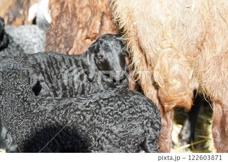 Playful Black Lambs Enjoying Life Amidst Hay A Glimpse into Joyful Farm Living 122603871