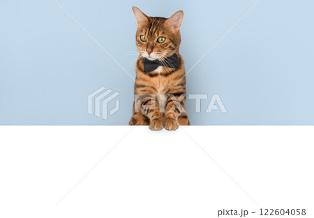 An elegant cat in a bow tie looks out from behind a banner. 122604058
