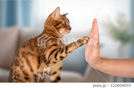 Bengal cat gives a paw to its owner 122604059