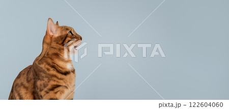Bengal cat with open mouth. 122604060