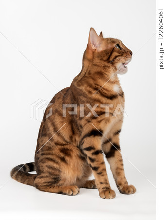Bengal cat with open mouth. 122604061