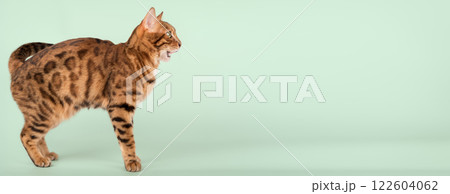 Bengal cat with open mouth. 122604062