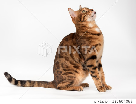 Bengal cat with open mouth. 122604063