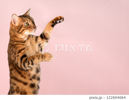 Bengal cat with paws up. Side view. 122604064