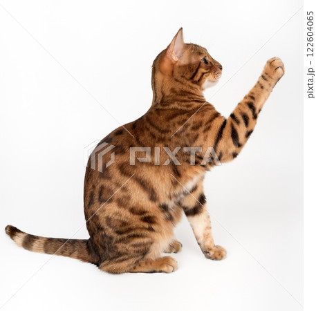 Bengal cat with raised paw on white background. 122604065