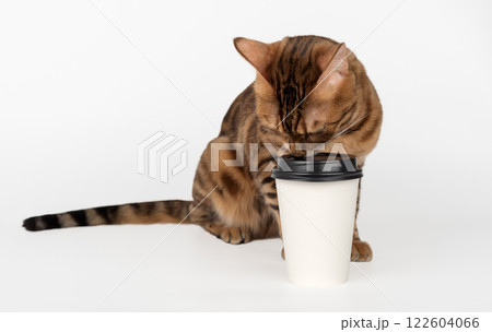Domestic cat holding paper cup of coffee. Domestic cat holding paper cup of coffee. 122604066