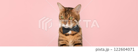 Elegant cat in bow tie 122604071