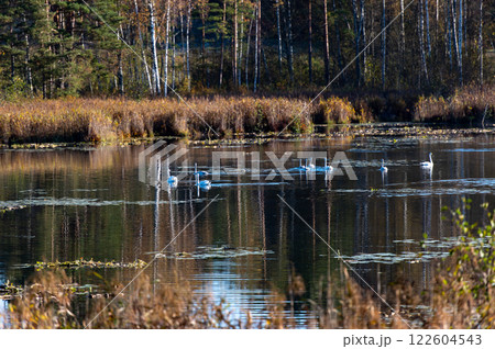 Autumn landscape with white swans on a forest lake 122604543