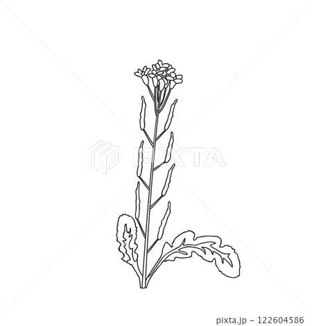 Botanical Line art wildflower isolated on white background. Hand drawn black and white outline plant with stem, leaves and flowers vector illustration.Graphic design for Birthday Wedding Greeting Card 122604586