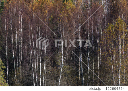 Beautiful birch trees in autumn 122604824