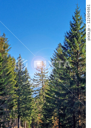 Bright Sunlit Forest Scene Featuring Majestic Evergreen Trees and Clear Blue Sky 122604861