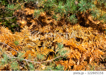 Brown withered leaves of a fern plant 122605158