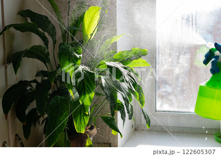 A hand holds a green spray bottle, misting water over lush indoor plants by a sunny window, creating a refreshing and healthy environment for plant care. 122605307