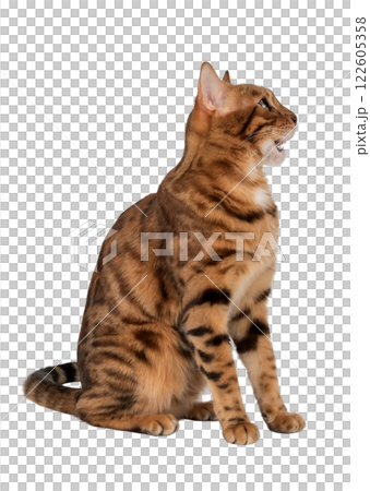 Bengal cat with open mouth. Bengal cat with open mouth. 122605358