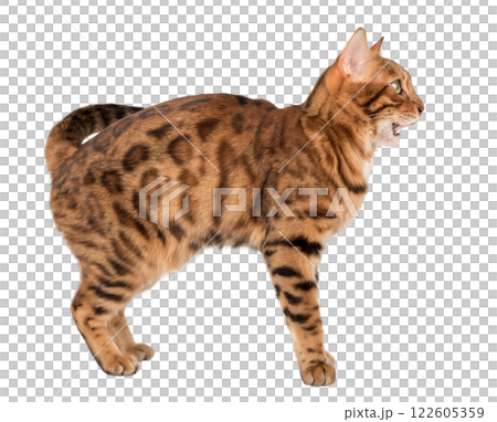 Bengal cat with open mouth. 122605359