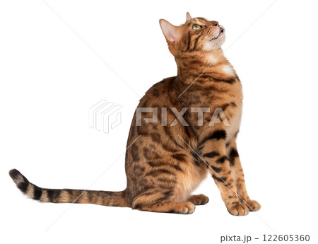 Bengal cat with open mouth. 122605360