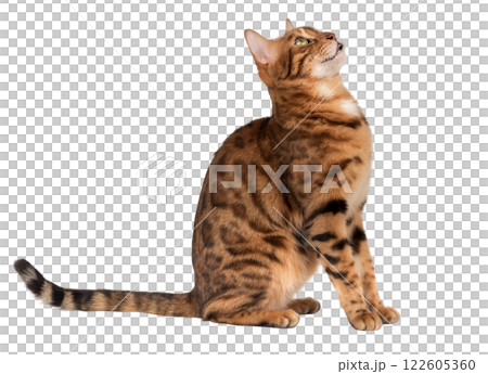Bengal cat with open mouth. 122605360