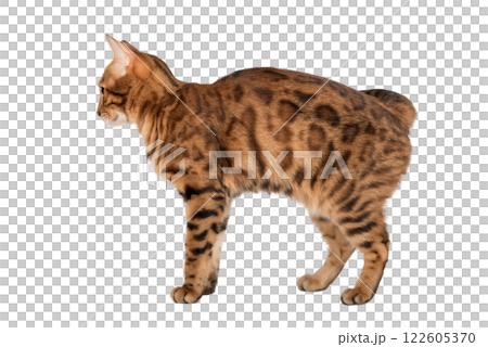 Portrait of a Bengal cat. Side view. 122605370