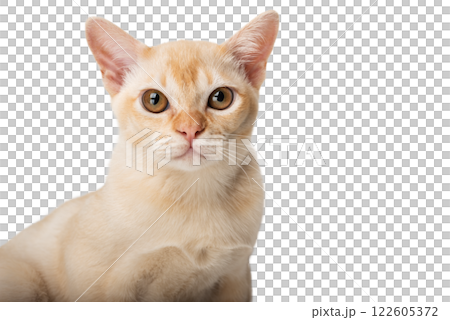 Red Burmese kitten on transparent background. Red Burmese kitten on transparent background. 122605372