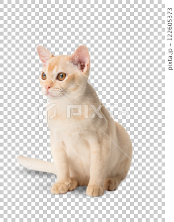 Red Burmese kitten on transparent background. 122605373