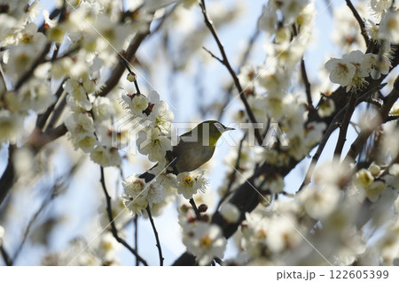 梅の花とメジロ 梅の花とメジロ 122605399