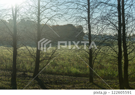 Bare trees with morning sunlight in background 122605591