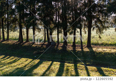 Row of trees with long shadow lines 122605592