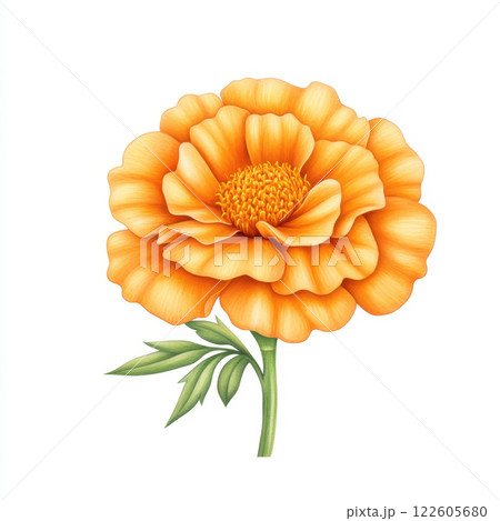 bright orange marigold flower with delicate petals and green leaves, symbolizing warmth and vibrancy. This watercolor illustration captures beauty of nature 122605680