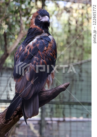 The black breasted buzzard is predator at australia 122605772