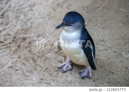 The Fairy penguin or blue penguin is so cute and local animal in phillip island,Australia The Fairy penguin or blue penguin is so cute and local animal in phillip island,Australia 122605773