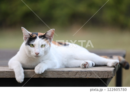 Close up cat is sit down and cute in garden 122605780