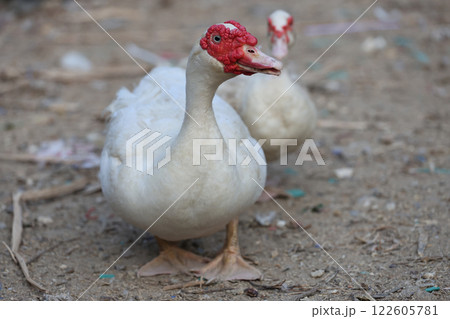 The white Duck is stay in dry garden 122605781